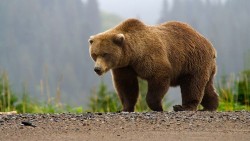 Часът на Земята 2021 - посветен на мечките и хората