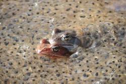 Отменят се част от мероприятията за Деня на жабешкото блато