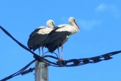 Двойка щъркели се опитва да свие гнездо на стълб, но безуспешно 