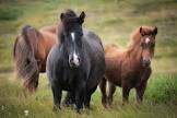 Трима криминално проявени етрополци отиват на съд за кражба на коне 