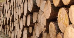 В момента има повишено търсене на дърва за огрев 