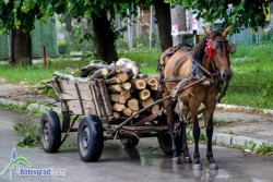 Незаконно добита дървесина е иззета при проверка в района на Литаково