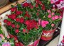 Има леко увеличение на цените на цветята спрямо 2021 г., според търговци
