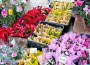 Има леко увеличение на цените на цветята спрямо 2021 г., според търговци