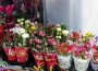 Има леко увеличение на цените на цветята спрямо 2021 г., според търговци