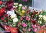 Има леко увеличение на цените на цветята спрямо 2021 г., според търговци
