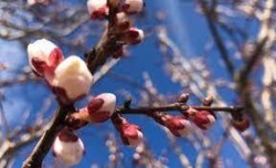 В 17:33 ЧАСА У НАС НАСТЪПВА АСТРОНОМИЧЕСКАТА ПРОЛЕТ