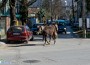 „Арестуваха“ безстопанствени коне