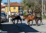 „Арестуваха“ безстопанствени коне