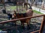 „Арестуваха“ безстопанствени коне