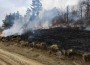 За броени дни - два горски пожара в Липница