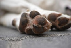 Ботевградчанин е обвинен за причинена смърт на куче