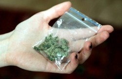 Топчета марихуана откриха ботевградските полицаи при проверката на автомобил