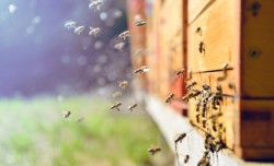 ДФЗ: До 5 май стопаните заявяват помощ за унищожени животни и пчелни семейства
