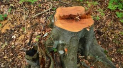 Установени са два случая на незаконен добив на дървесина