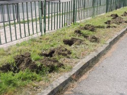 Ученици от СУ „Христо Ясенов” се включиха в инициативата „Нашето зелено утре” на Група ГЕОТЕХМИН