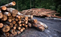 Над 4500 проверки извършиха инспектори от държавните горски предприятия и ИАГ за последните четири дни