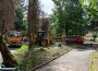 Премахнаха 14 изсъхнали смърча в градинката пред ДЯ „Здравец“