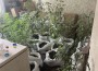 Служители на ОДМВР-София иззеха множество канабисови растения при полицейска акция във Врачеш