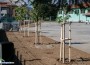 14 дръвчета са засадени в двора на ОУ „Н. Й. Вапцаров“ – начален етап