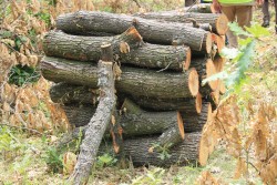 Община Ботевград ще посредничи между гражданите, горското и дърводобивните фирми