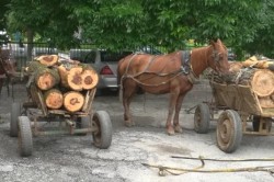 Иззеха 2 каруци с незаконни дърва за огрев