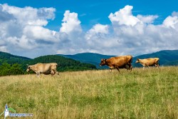 Община Ботевград организира информационна среща със собственици и ползватели на животновъдни обекти