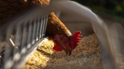 БАБХ констатира огнище на птичи грип в стопанство в Етрополе