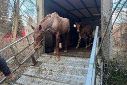 Конфискуваха безстопанствена кобила с малко конче в Новачене
