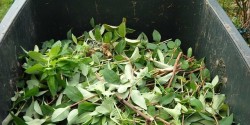 Община Етрополе организира извозване на градински растителни отпадъци 