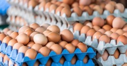 БАБХ: Внесените яйца са придружени от всички необходими документи и сертификати и са от ферми с доказан произход, одобрени за внос в ЕС