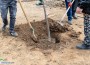 Засадиха жив плет и 18 широколистни дървета в градинката до ул. „Христо Ботев“ (нафтопункта)