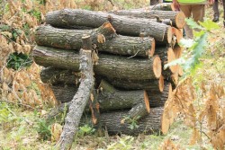 Община Ботевград приема заявления за дърва за огрев