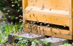 Важно за всички бенефициери по интервенциите в сектора на пчеларството