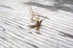 На 29 юли вечерта започва обработка срещу комари чрез опушване