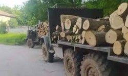 Трима осъждани етрополци отиват на съд за опит за транспортиране на незаконно добита дървесина