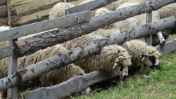 БАБХ затвори овцеферма в Етрополе заради съмнения за Ку-треска, вижте повече за рядкото заболяване