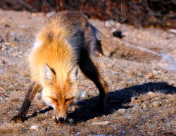 БАБХ започва есенна ваксинация на лисиците срещу бяс   