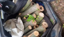 Заловиха 3 кубика незаконна дървесина в местността „Иванчовец“