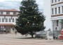 Грейна коледната елха в гр. Етрополе