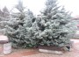 Грейна коледната елха в гр. Етрополе