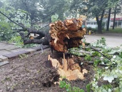 Дърво падна и препречи бул. „Цар Освободител“ 