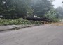 Дърво падна и препречи бул. „Цар Освободител“ 