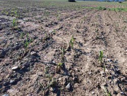 Пораженията по реколтата от слънчоглед и царевица в Ботевградско са между 80 и 100%