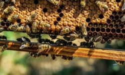 До 23 юли пчеларите могат да кандидатстват за кредити за реализиране на одобрените им проекти