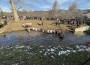 С ледено хоро в река Калница отбелязаха Богоявление в Трудовец
