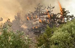 Горските пожари са една от най-големите заплахи за българската природа, сочат данните от  анализ на WWF