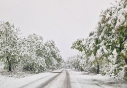 Ограничено е движението през прохода „Петрохан“ за премахване на паднали дървета и снегопочистване