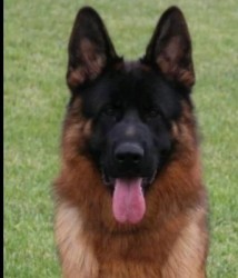 Красавецът Санто първи на международна изложба