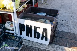 Българската риба изчезва от пазара, насочва се към износ, алармираха от Сдружение "За достъпна и качествена храна"